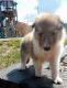 Border Collie Puppies for sale in Philadelphia, Pennsylvania. price: $400