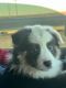 Border Collie Puppies for sale in Pauls Valley, Oklahoma. price: $200