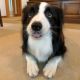 Border Collie Puppies for sale in New York City, New York. price: $550