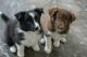 Border Collie Puppies for sale in New York, New York. price: $550