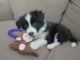 Border Collie Puppies for sale in New York City, New York. price: $570