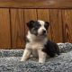 Border Collie Puppies for sale in Delaware City, Delaware. price: $500