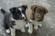 Border Collie Puppies for sale in Buffalo, New York. price: $500