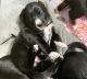 Border Collie Puppies for sale in Tracy, California. price: $95,337