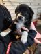 Border Collie Puppies for sale in Salem, Ohio. price: $300