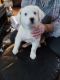 Border Collie Puppies for sale in Huron, California. price: $100