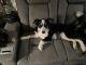Border Collie Puppies for sale in Waxahachie, Texas. price: $100