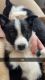 Border Collie Puppies for sale in Johnson, Kansas. price: $400