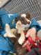 Border Collie Puppies for sale in Boring, Oregon. price: $700