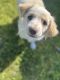 Border Collie Puppies for sale in Sacramento, California. price: $500