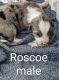 Border Collie Puppies for sale in Fredonia, Kansas. price: $400