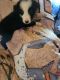 Border Collie Puppies for sale in Jacksonville, Florida. price: $600
