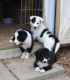 Border Collie Puppies for sale in Bismarck, ND, USA. price: NA