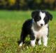 Border Collie Puppies for sale in Des Moines, IA, USA. price: NA