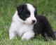 Border Collie Puppies for sale in Stevinson, CA 95374, USA. price: NA