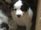 Border Collie Puppies for sale in Delvinë District, Albania. price: 250 ALL