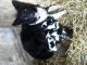 Border Collie Puppies for sale in Allegan, MI 49010, USA. price: NA