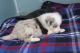 Border Collie Puppies for sale in Bronx, NY, USA. price: NA