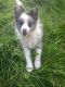 Border Collie Puppies for sale in Bronx, NY, USA. price: NA