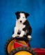 Border Collie Puppies for sale in NJ-3, Clifton, NJ, USA. price: NA