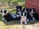Border Collie Puppies for sale in Florida, NY, USA. price: NA