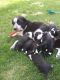 Border Collie Puppies for sale in McDermitt, NV 89421, USA. price: $200