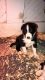 Border Collie Puppies for sale in Reinbeck, IA 50669, USA. price: $300