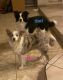 Border Collie Puppies for sale in Las Vegas, NV, USA. price: $600