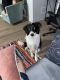 Border Collie Puppies for sale in Des Moines, IA, USA. price: $500