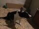 Border Collie Puppies for sale in 5693 W 75th Ave, Arvada, CO 80003, USA. price: NA