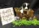 Border Collie Puppies for sale in Zearing, IA 50278, USA. price: $800