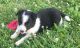 Border Collie Puppies for sale in Nicholasville, KY 40356, USA. price: NA