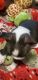 Border Terrier Puppies for sale in Britton, MI 49229, USA. price: NA