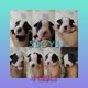 Border Terrier Puppies for sale in Estacada, OR, USA. price: NA