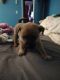 Border Terrier Puppies for sale in Paintsville, KY, USA. price: NA