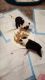 Border Terrier Puppies for sale in Pleasantville, PA 16341, USA. price: NA