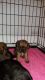 Border Terrier Puppies for sale in Houston, TX 77001, USA. price: $450