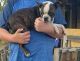 Border Terrier Puppies for sale in Pleasanton, TX 78064, USA. price: $400