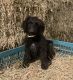 Bordoodle Puppies for sale in Middletown, PA 17057, USA. price: NA