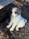 Bordoodle Puppies for sale in High Point, NC, USA. price: NA