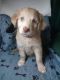 Bordoodle Puppies for sale in New Oxford, PA 17350, USA. price: NA