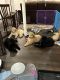 Bordoodle Puppies for sale in Baltimore County, MD, USA. price: $800