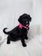 Bordoodle Puppies for sale in Fredericktown, OH 43019, USA. price: $1,500
