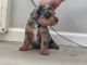 Bordoodle Puppies for sale in Glendale, AZ 85310, USA. price: $1,500
