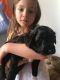 Bordoodle Puppies for sale in Pittsburgh, PA, USA. price: $300