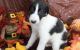 Borzoi Puppies for sale in New York, NY, USA. price: NA