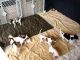Borzoi Puppies for sale in New York, NY, USA. price: NA