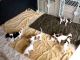 Borzoi Puppies for sale in Indianapolis, IN, USA. price: NA