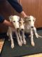 Borzoi Puppies for sale in Washington, DC, USA. price: NA