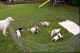 Borzoi Puppies for sale in Indianapolis Blvd, Hammond, IN, USA. price: NA